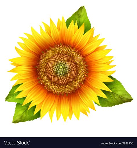 svg sunflower leaves svg  svg design file