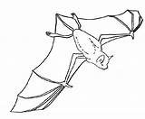 Pages Coloring Bat Flying Bats Colouring Clipart Nocturnal Animals Kids Webstockreview Gif sketch template
