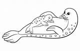 Foca Cucciolo Seals Bestcoloringpagesforkids Foche Genova Acquario Harp Pup sketch template