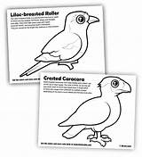 Coloring Caracara Roller Lilac Breasted Designlooter 82kb 553px Crested Birdorable Pages sketch template
