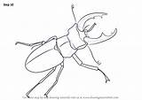 Beetle Stag Draw Drawing Step Beetles Tutorials Necessary Improvements Finally Finish Make Drawingtutorials101 sketch template