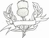 Thistle Scottish Drawing Line Drawings Tattoo Quilt Getdrawings Search Choose Board Patterns Yahoo sketch template