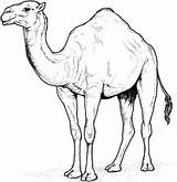 Camel Coloring Pages Hump Animals Camels Kids Printable Draw sketch template