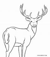 Reindeer Coloring Pages Realistic Printable Cool2bkids sketch template