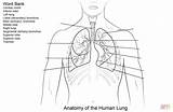 Lungs Coloring Printable Worksheet Pages Human Worksheets System Anatomy Respiratory Template Do Supercoloring sketch template