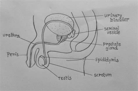 Male Reproductive System Diagram Labeled Black And White Human Anatomy