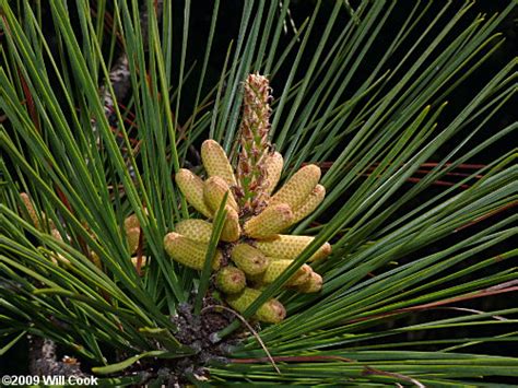 Pinus Taeda Loblolly Pine