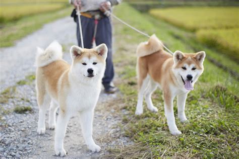 akita dog breed information images characteristics health