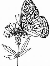 Papillon Butterfly Une Butterflies Bunga Lebah Hubungan Farfalle Schmetterling Terjadi Farfalla Karena Farfallina Vola Prato Sahabat Volano Simbiosis Ausmalbild Cemerlang sketch template