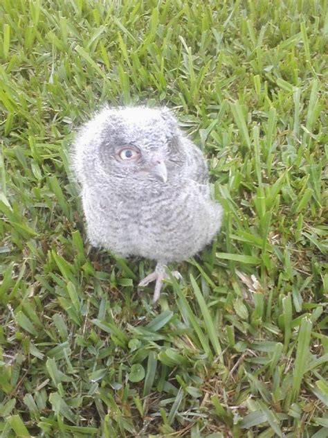 baby screech owl owl screech owl wildlife