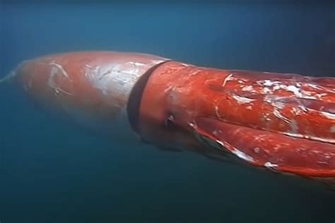 oceanologist told   habitat  giant squids time news