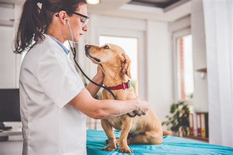 veterinarian examining dog small business sense