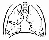 Lungs Coloring Without Respiratory System Openclipart Human Clipart Clipartmag Drawing sketch template