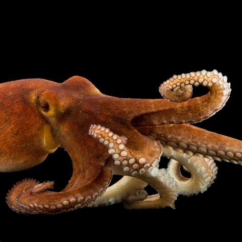 common octopus national geographic