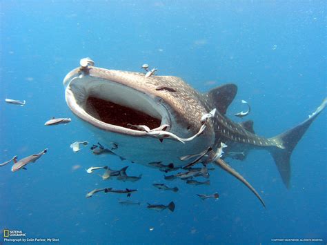 great whale shark howiseethetrees