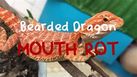 bearded dragon mouth rot learn before it s too late