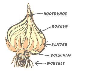 bol en knolgewassen