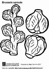 Coloring Brussels Sprouts Coloriage Sprout Bruxelles Choux Pages Brussel Clipart Tomate Aubergine Popular Library Edupics Large sketch template