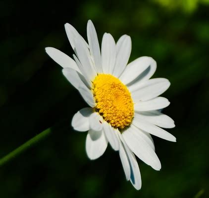 daisy flower godwiki