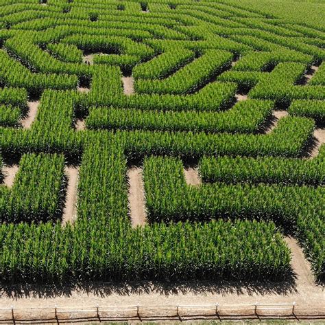 lost amazing corn mazes  nyc