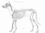 Skeleton Dog Drawing Anatomy Animal Drawings Choose Board Artists Paintingvalley sketch template