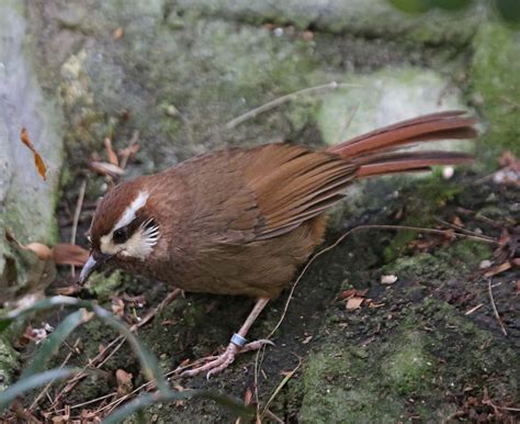 pictures  information  white browed laughingthrush