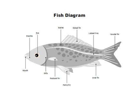 fish labeling worksheet
