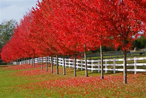fall maples  photo  freeimages