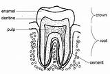 Anatomy Tooth Coloring Teeth Diagram Worksheets Dental Worksheet Unlabeled Worksheeto Via sketch template