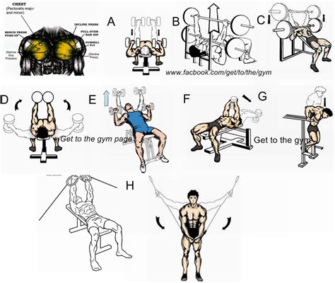 chest exercises chest workouts workout chest workout