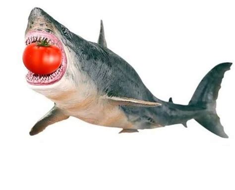 pantun ikan hiu lucu gokil  bermakna kisah web