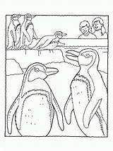 Pinguin Ausmalbilder Pinguino Penguins Library Jake Habitat sketch template