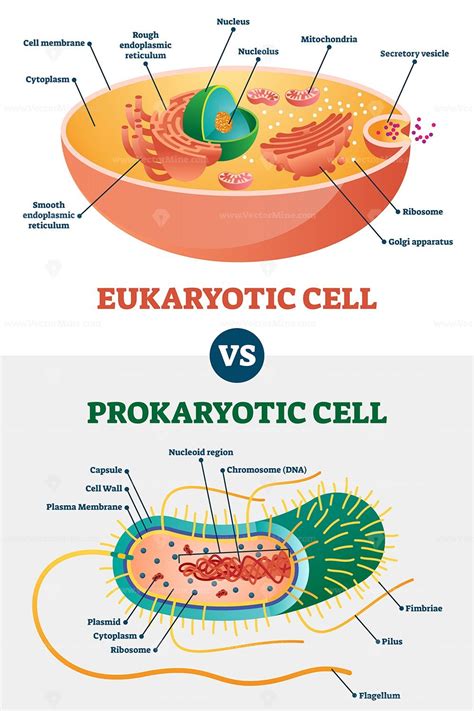 diagram  prokaryotic  eukaryotic cell