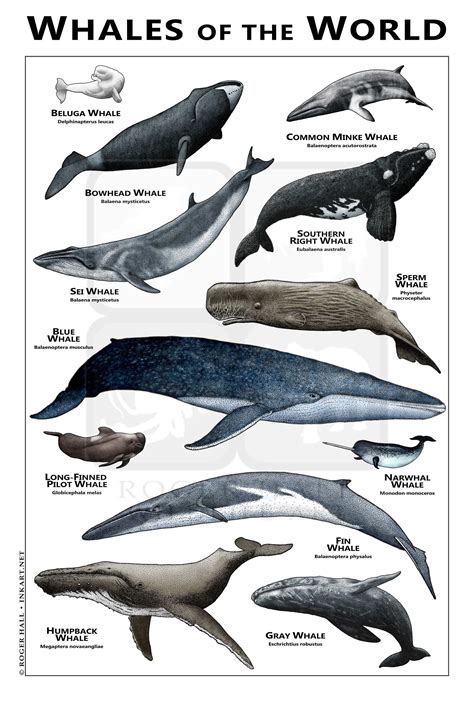 whales   world   world posterfield guide etsy