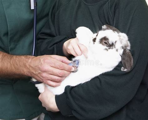 kinderen die ziek konijn nemen aan dierenarts stock foto image  chirurgie wijfje