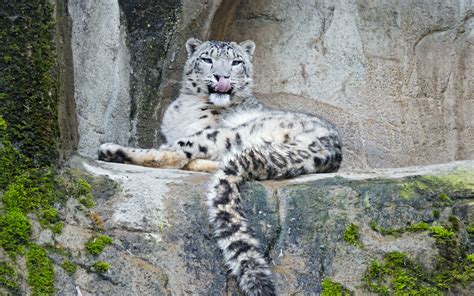 Download Wallpaper 3840x2400 Snow Leopard Predator Big