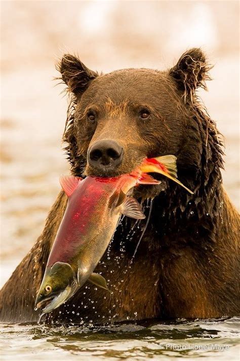 bear eating wildlife animals beautiful nature animals animals wild