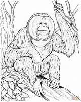 Orangutan Coloring Pages Ape Sits Branch Printable Drawing Orangutans Supercoloring Print Color Apes Kids Animal Monkey Designlooter Popular Sheets Draw sketch template