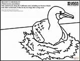 Cormorant Brandt sketch template