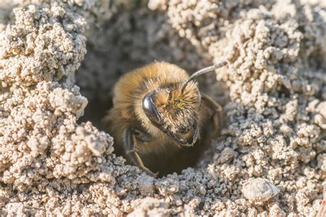 bees   ground    nests