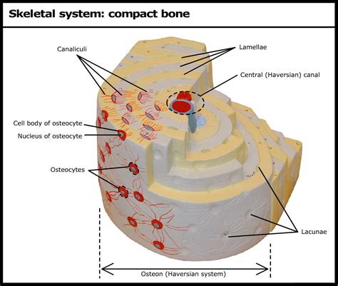 skeletal system compact bone