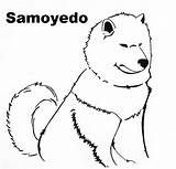 Samoyed sketch template