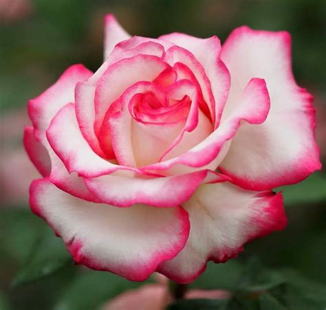 photography    beautiful roses