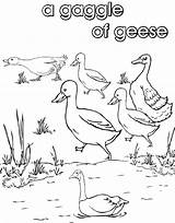 Geese Gaggle Colouring Collective Nouns Pages Flock Birds Own Very Print Noun sketch template