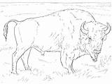 Buffalo Coloring Pages Getdrawings Cape sketch template