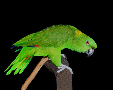 interesting facts  amazon parrot foods toxic  parrots article