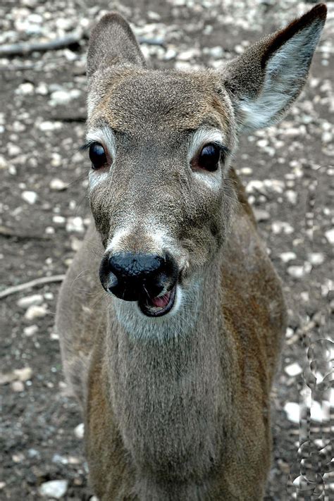 doe eyed deer talk photograph by leeann mclanegoetz
