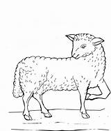 Coloring Lamb Lifting Leg His Chops Sheets Template sketch template