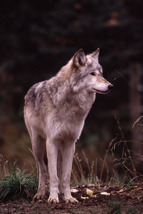 images   de loups  pinterest wolves  wolf