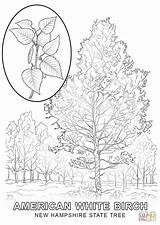 Tree Hampshire Coloring State Jersey Birch Pages Drawing Getcolorings Paper Colorings Color Getdrawings sketch template